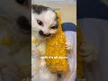 Chill Cat acts confused - Trending 2026 😻 Cute Overload!