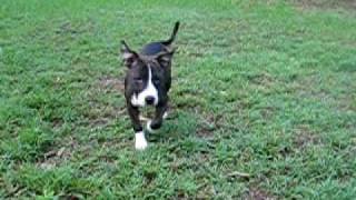 My Brindle Staffy Pup Doing Basic Tricks & Running Off Leash At The Park