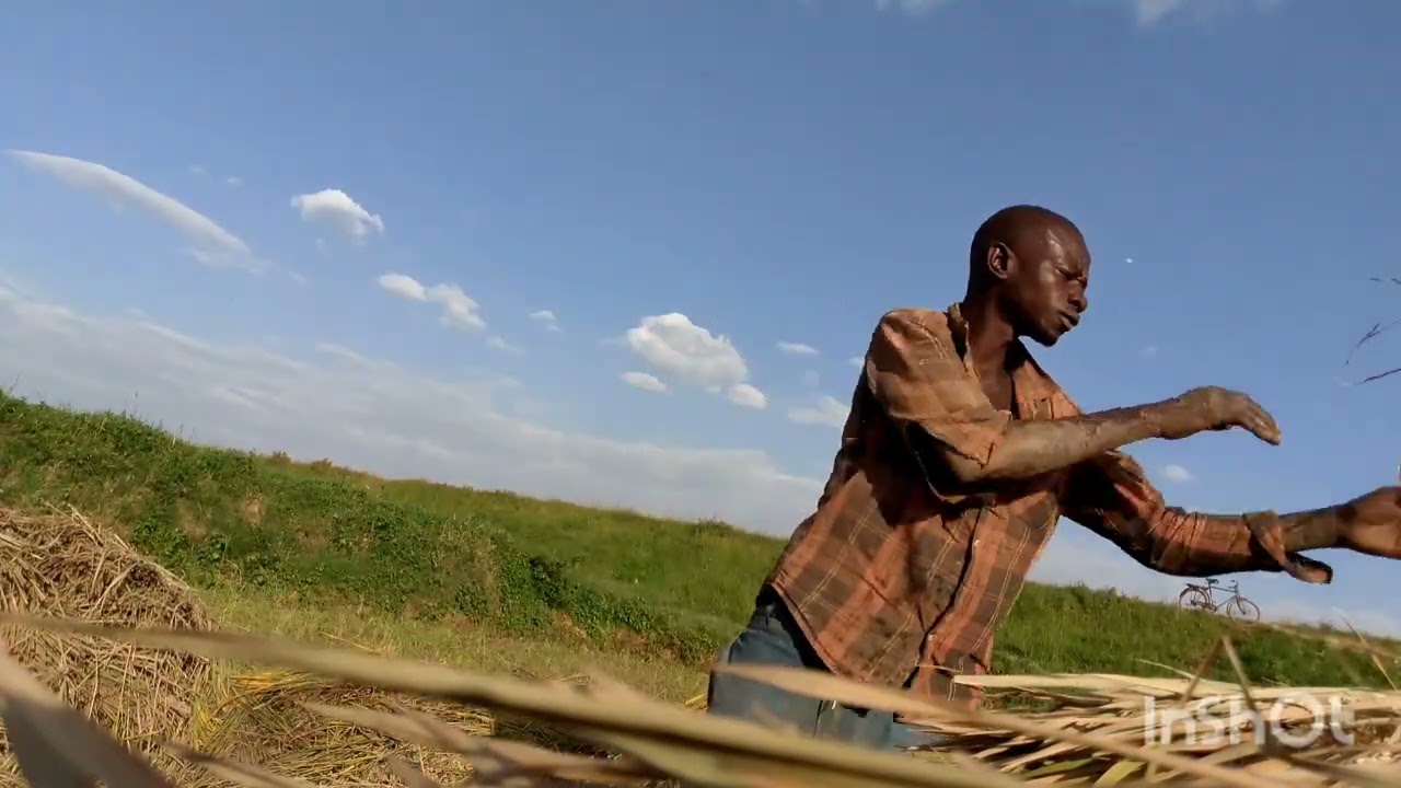 Twigane uko wasarura Umuceri neza(came and study how we can produce Rice from before and after) 