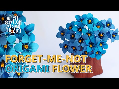 فيديو: قسم Forget-Me-Not Flower - كيفية تقسيم Forget-Me-Nots