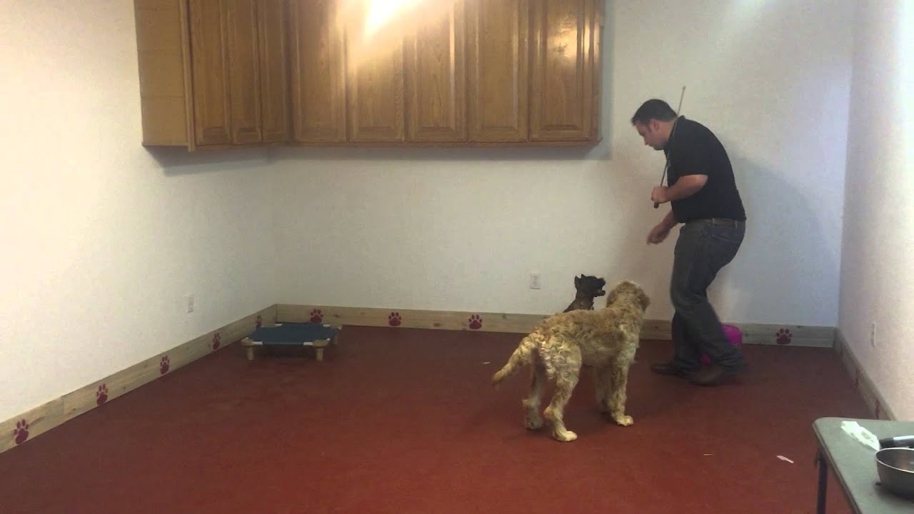 Zeno doing some focus work. obedience to authority