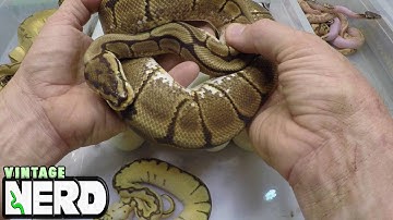 Recessive Genes #3 Explained NERD style.