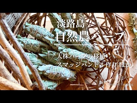 セージ栽培から手作りスモッジスティックまで！私が実践するコツまとめ