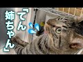 お風呂に入れられているてんちゃんを心配するふくちゃんが可愛すぎて・・・