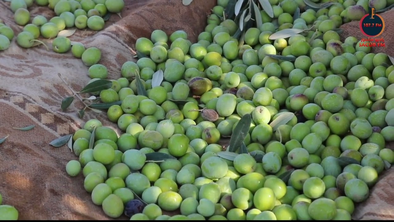 الزيتون من أكثر الأشجار زراعة في ريف مدينة منبج ويعتبر ركيزة اقتصادية أساسية في حياة الأهالي