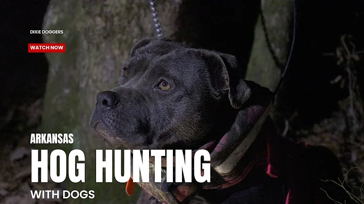 ARKANSAS HOG HUNTING WITH DOGS