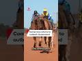 Camel race return to outback Queensland