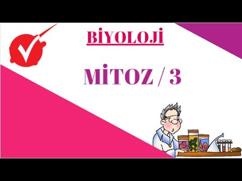 BİYOLOJİ / MİTOZ - 3