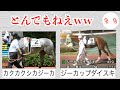 競馬の競走馬の名前がドキュンすぎるww