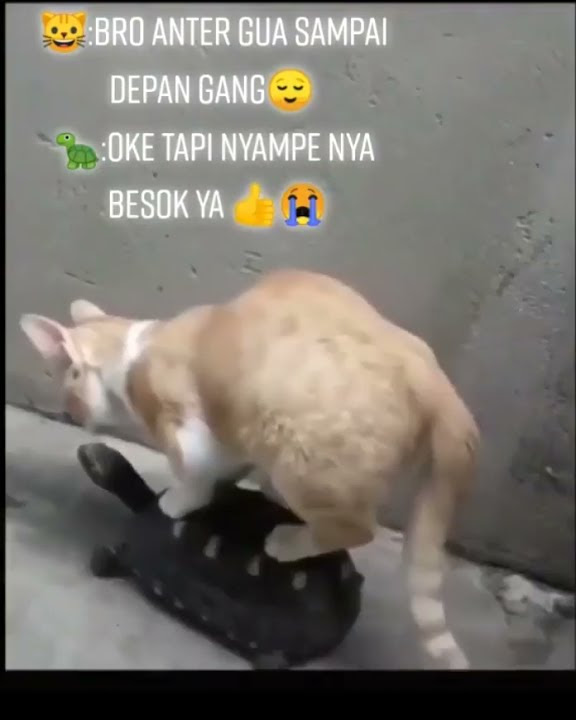 kucing naik kura-kura,. #kucingimut #kucingbarbar #kucingoren #pecintakucing #shorts #shorts