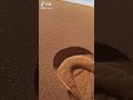 砂漠のこれすごいよね→牛乳吹いたら負けwww#shorts