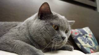Our lovely son  Pig B, a British Shorthair Cat  2nd Video 2010 by Canon EOS 7D