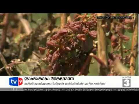 ახალი 3 | დახმარება შერჩევით | 25.07.12