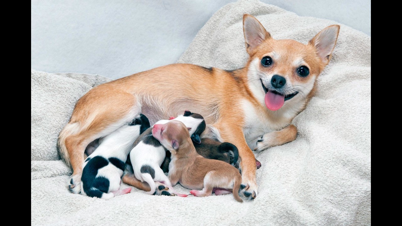 #livestream #livenow #puppy #livenews