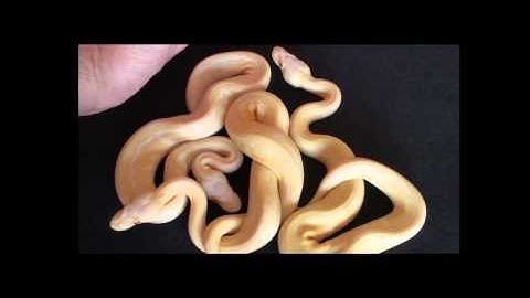 Albino Lemon Blast Ball Pythons