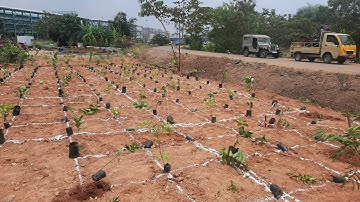 Miyawaki planting method, Miyawaki Forest in 2cent, 200 saplings in 5 cent of land here