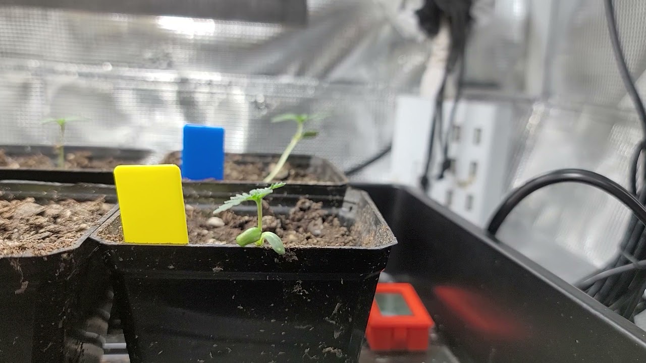 Oreo1.0 & GMO Update. Plant posing for pictures!