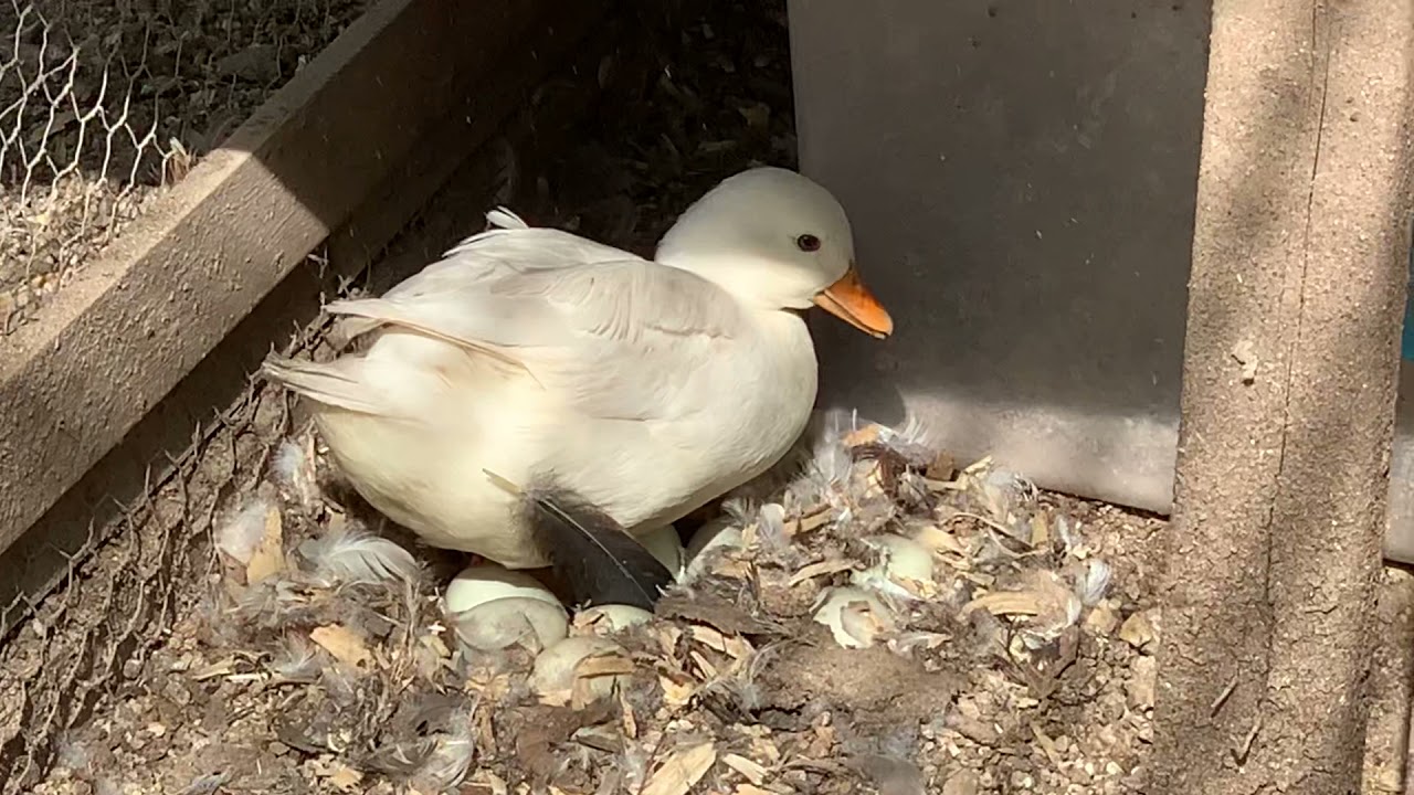 Broody Call Duck YouTube