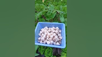 cần bán trứng ốc bươu đen ( ốc nhồi ) sip các tỉnh