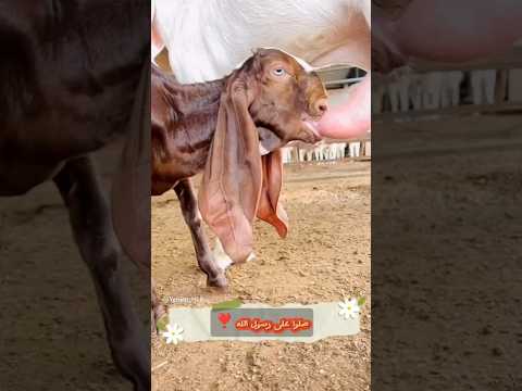 الغنم الرزق البرك الله يبارك صلوا على رسول الله ماعز  