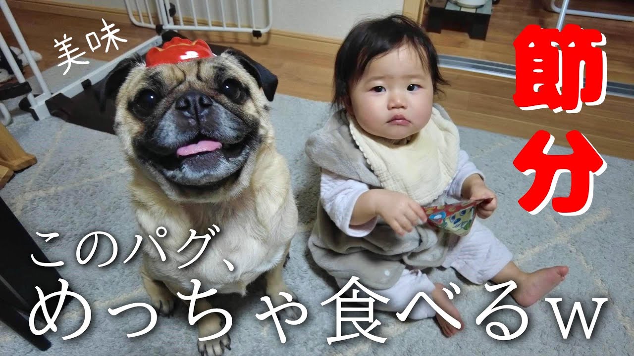 【節分👹】豆まきををおやつタイムと勘違いしているパグと、それを見て楽しむ10か月赤ちゃんｗ