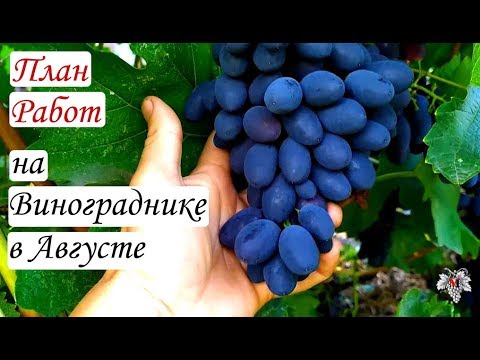 План работ на винограднике в августе