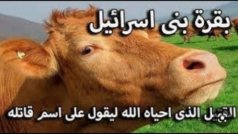 قصة بقرة بني إسرائيل سورة البقرةالجزء الثاني#