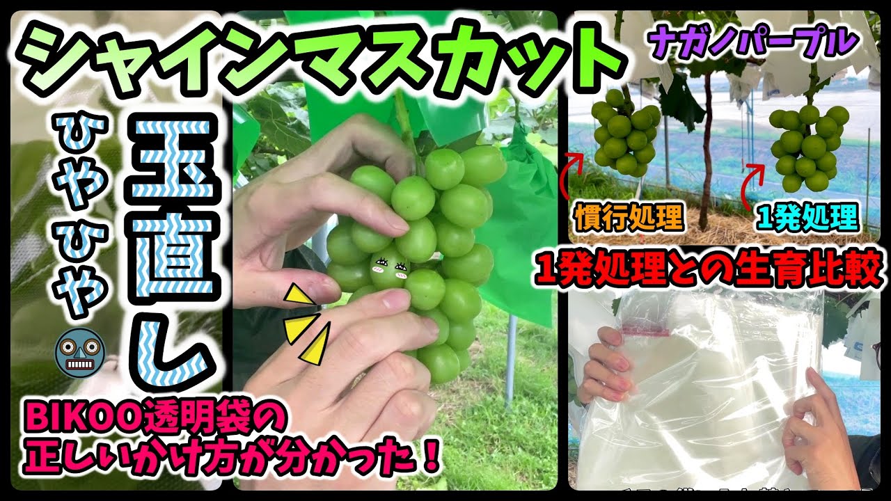 🍇Grapes] How to straighten Shine Muscat grapes. Comparison of