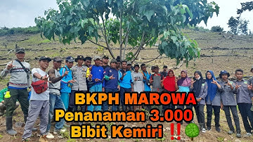 Hutan Lestari Masyarakat Sejahtera‼️  》BKPH MAROWA 👆🌳🇮🇩