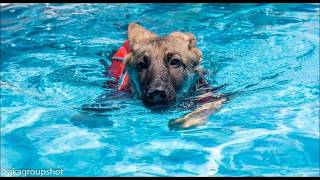 Saving Paws Rescue, AZ - "Anakin"