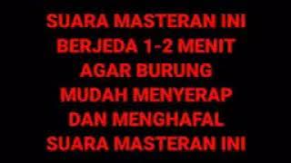 masteran ciblek. jeda 2 menit