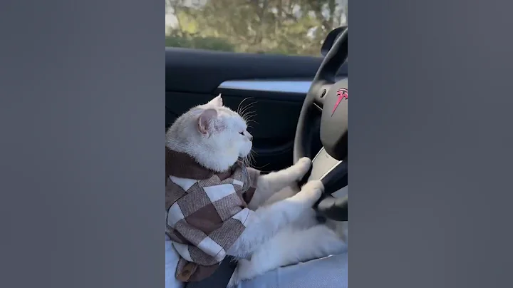 Video 9962591: animal cat pet kitten, cat kitten cute pets, cat kitten pets funny, cat animal dance pet