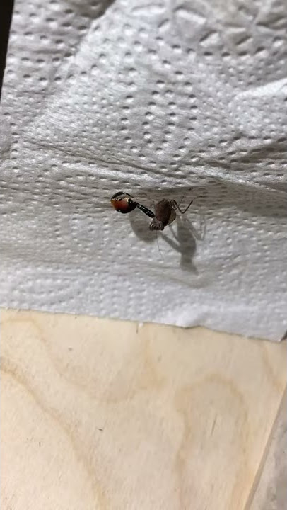 Dancing Mantis Hestiasula sp. Malaysia (Boxer Mantis)