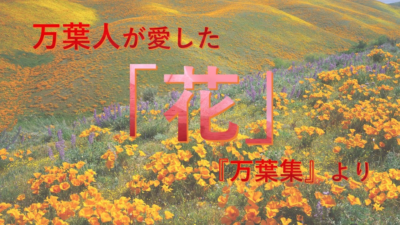 万葉人が愛した 花 を読む 万葉集 Youtube