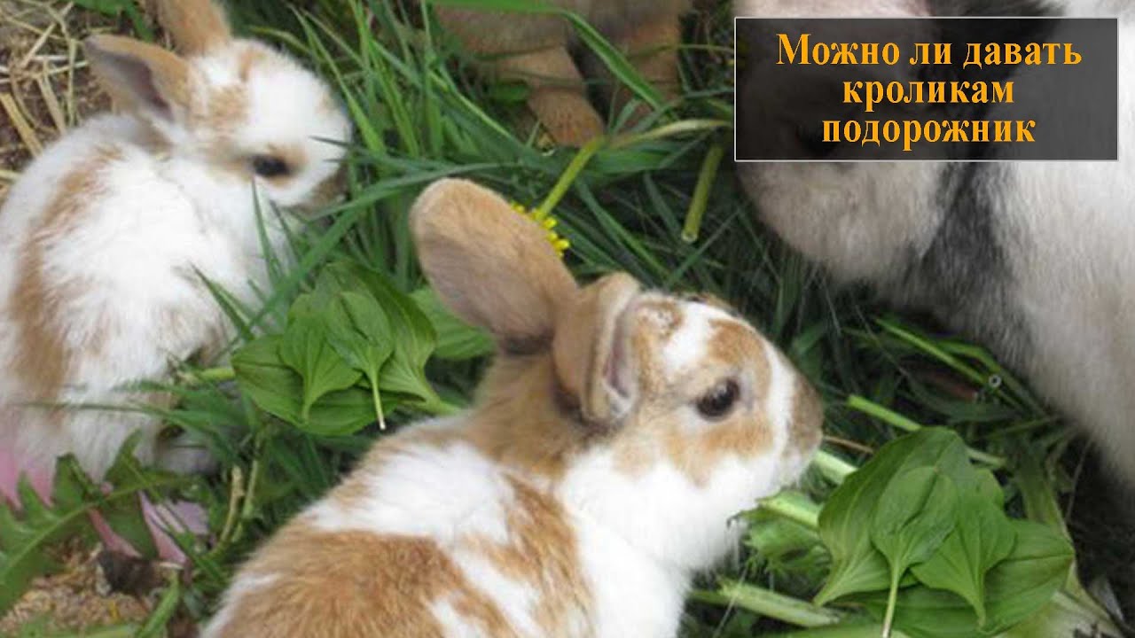 Можно кроликам давать одуванчики. Травяной кролик. Летние растения для кроликов. Подорожник кроликам. Трава для декоративных кроликов.