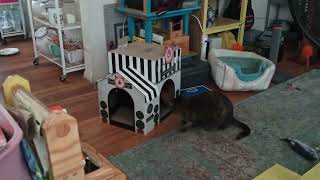 BootsAndBarkley. CatScratcher. KattiBetty. 5-2-2022