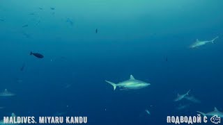 Мальдивы. Погружение в канал Акул: карусель из рыб и акул