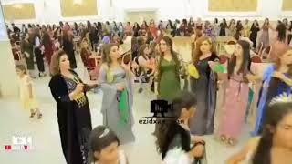 ezidi düğünü çetin Yazgan kumriye halay sarkisi Resimi