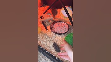 Kyle Thomas 💙 tenrec pregnancy test result! 🦔🤰 #kylethomas #shorts