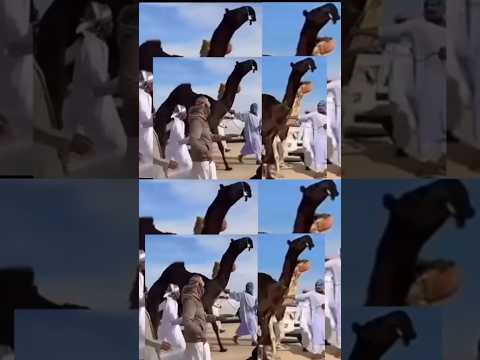 نجم سهيل فردية بن العوف العامري