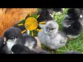 Крохи Сильверудд и Мараны на прогулке☀️Silverudd blue and marana black and copper chickens on a walk