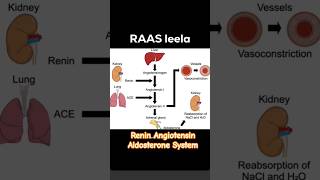 Renin Angiotensin Aldosterone System ..