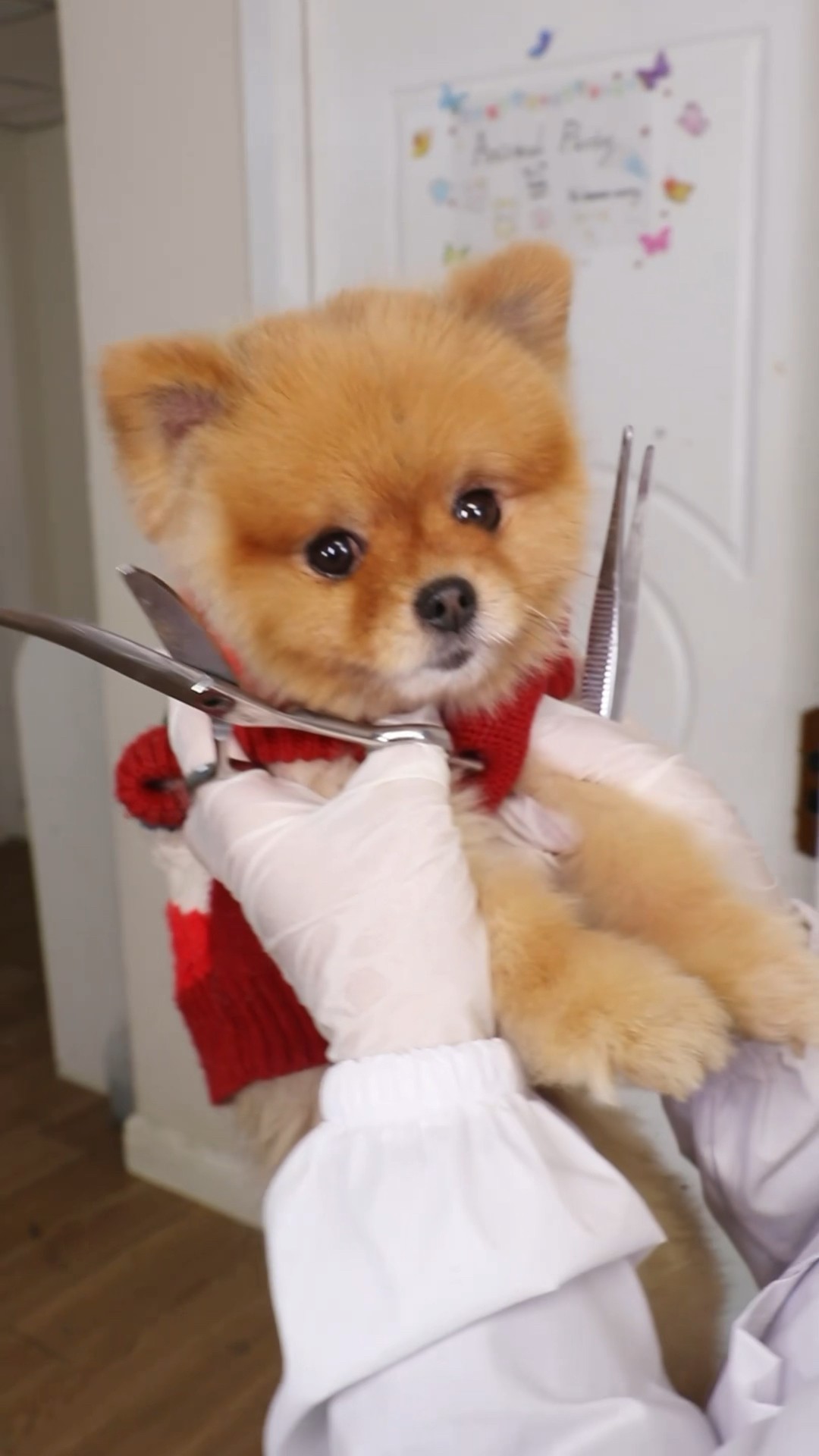 What will be the ending of coco?#puppycomedy #dog #funny #pet