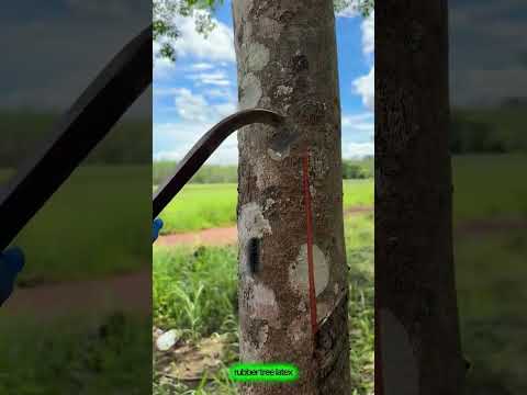 rubber tree latex