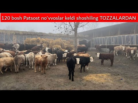Avlikol angus no'vvoslar