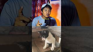 Download Lagu Suara kucing serem bingit... MP3