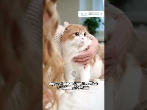 Rüyada Kedi Görmek