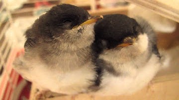 Na het eten: stilte. Huiszwaluw kinderen. After dinner: silence. Martin children