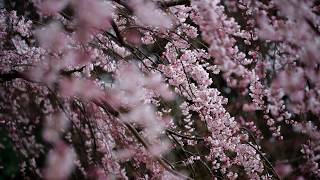 Fugue - Missing
