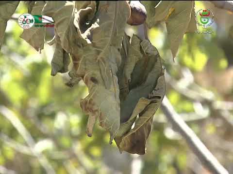 سوق أهراس حرائق الشروع في عملية إحصاء الأضرار و الخسائر